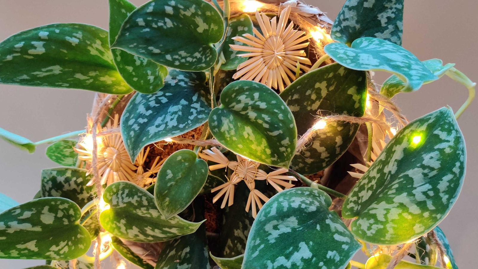 Kamerplant, versierd met lichtjes en decoratie om er een alternatieve kerstboom van te maken