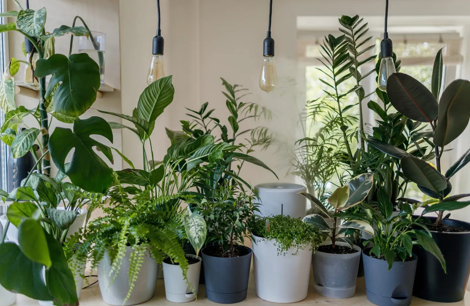 verschillende kamerplanten in een huis op een rij