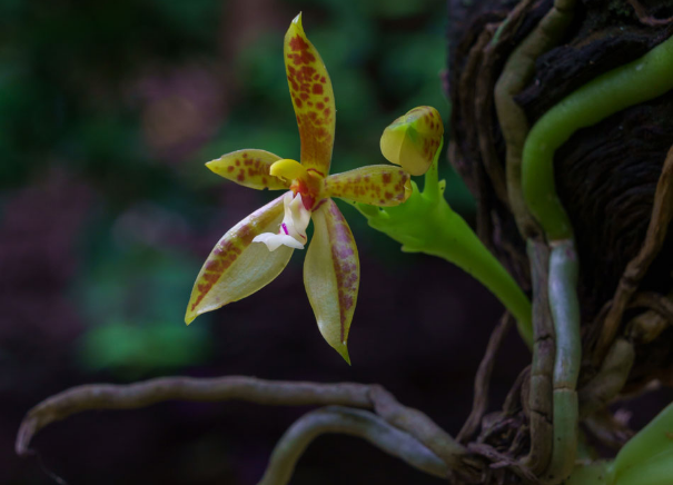 Bloeiende orchidee in een donkere omgeving