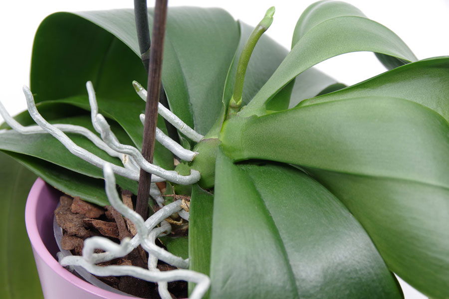 orchidee in roze pot met gezonde wortels en bladeren