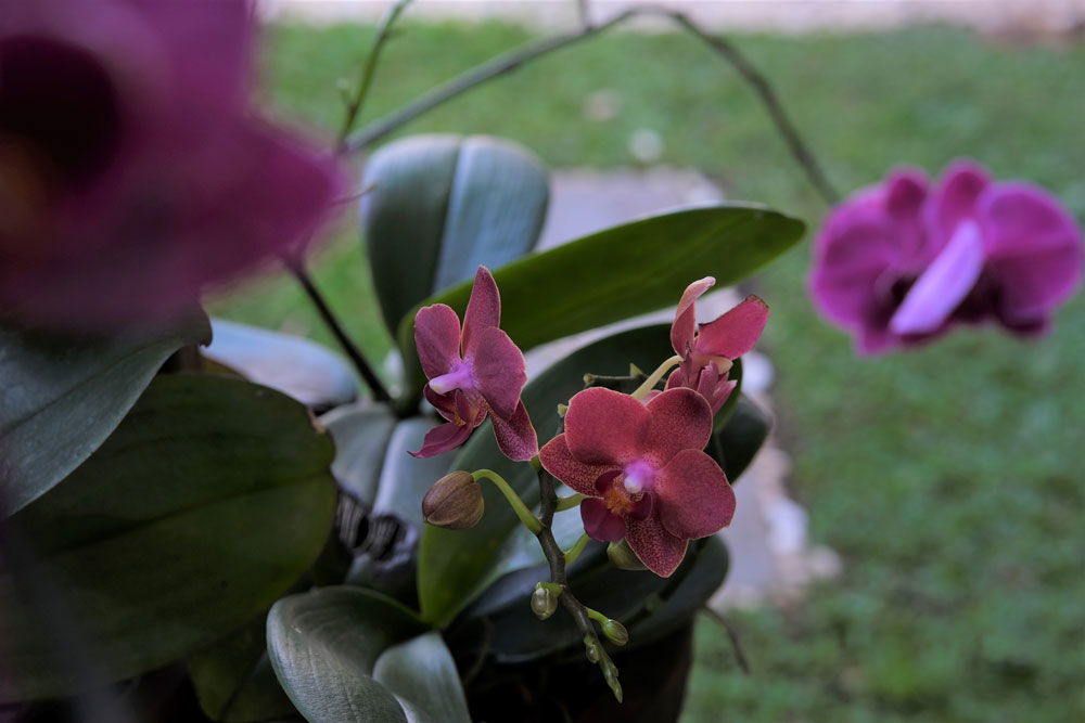 phalaenopsis orchidee in bloei