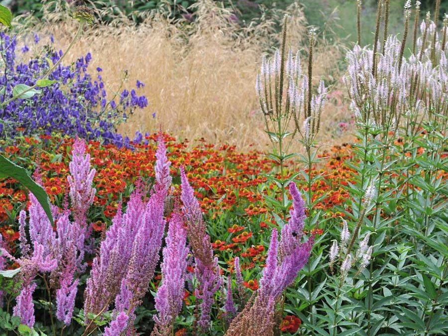 Verschillende borderplanten staan door elkaar heen