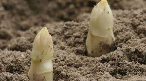 Asperges in zandgrond
