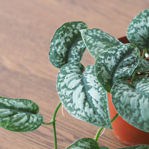 Scindapsus (Trebie), een kamerplant, in groeipot op een tafel