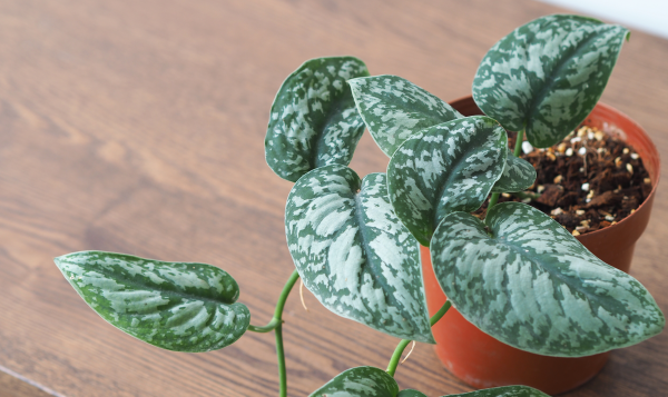 Scindapsus (Trebie), een kamerplant, in groeipot op een tafel