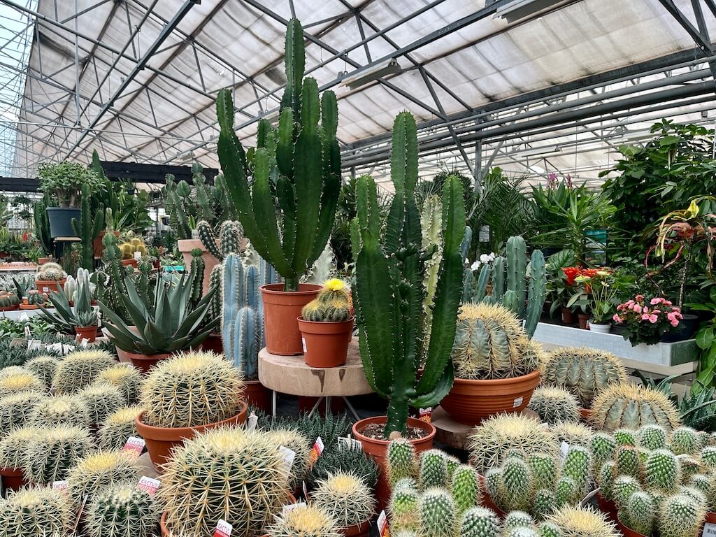 Cactussen opstelling in de kamerkas van Steck