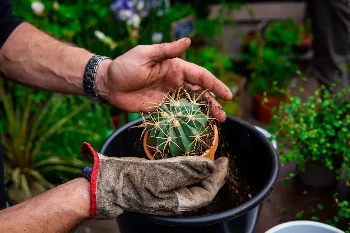 Handen die met wat modder uit een emmer een cactus pot vullen