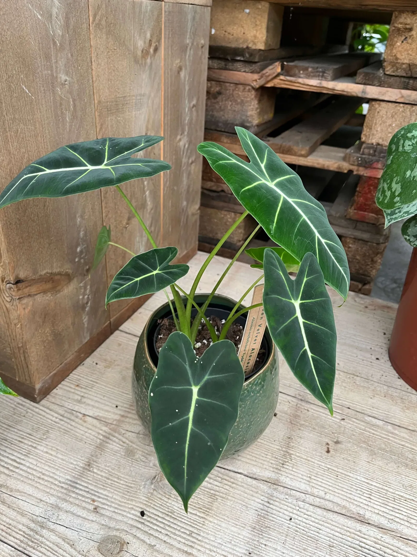 Alocasia micholitziana Frydek - kamerplant