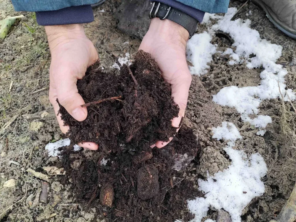 Zelfgemaakte compost in handen van tuinier in de sneeuw in de Voedseltuin Overvecht bij Steck in Utrecht