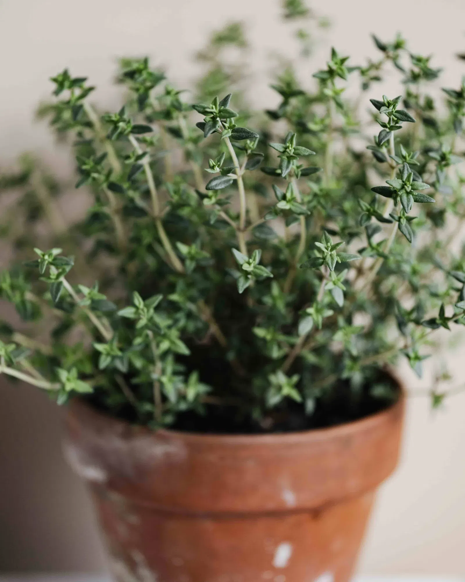 Tijm kruidenplantje in terracotta pot, voor een balkonmoestuin