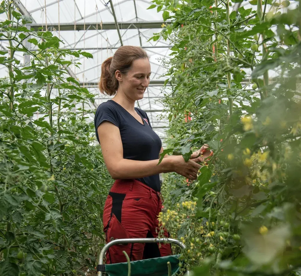 Medewerker van De Bolster staat met met een snoeitang te werken in een kas met tomatenplanten, waarin nieuwe tomatensoorten veredeld worden