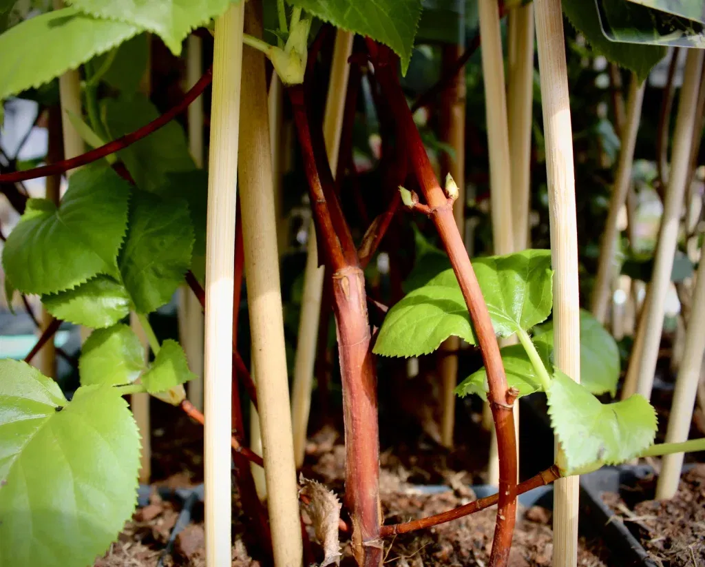 Klimplanten van Kwekerij Van Der Starre bij Steck in Utrecht
