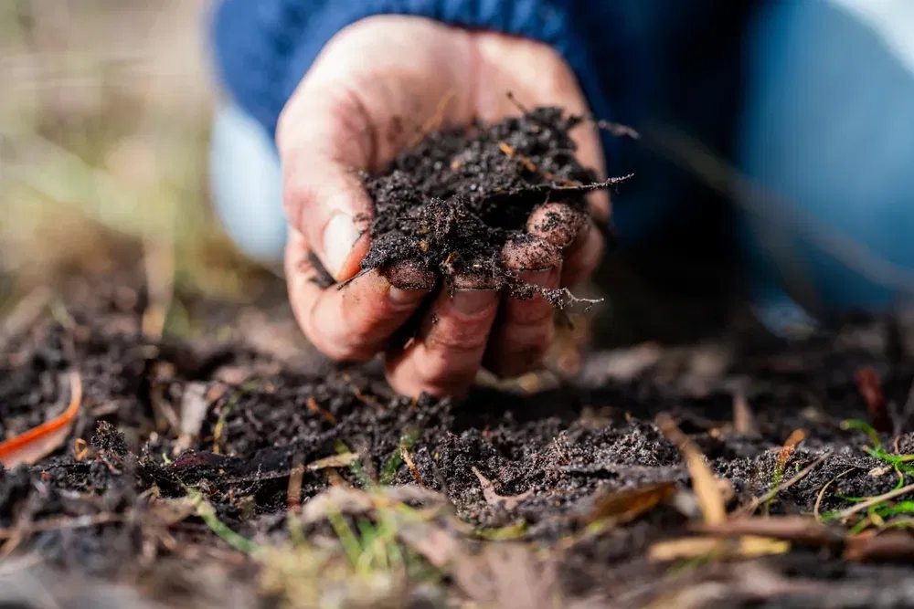 Een close-up van een paar handen die compost vasthouden. De grond lijkt vochtig en vruchtbaar, met kleine plantenresten en organisch materiaal zichtbaar tussen de vingers. De handen zijn vuil, wat aangeeft dat er in de grond gewerkt wordt. Op de achtergrond is vaag de contouren van een tuin zichtbaar, waardoor de context van tuinieren of landbouw wordt