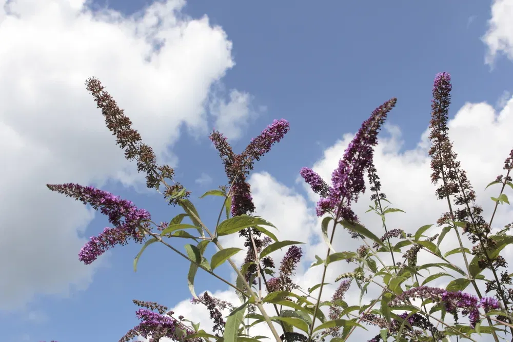 Tegen de achtergrond van een blauwe hemel met sierlijke witte wolken, steken de donkerpaarse bloempluimen van een vlinderstruik (Buddleja) omhoog. Sommige bloemen zijn in volle bloei met een rijke paarse kleur, terwijl andere zijn uitgebloeid en bruine tinten vertonen. De groene bladeren en de levendige bloemen contrasteren mooi met de lucht en creëren een gevoel van hoogte en groei. Dit type bloeiende struik is bekend om het aantrekken van vlinders, waardoor het een ecologisch waardevolle en esthetisch aangename toevoeging is aan de tuin.