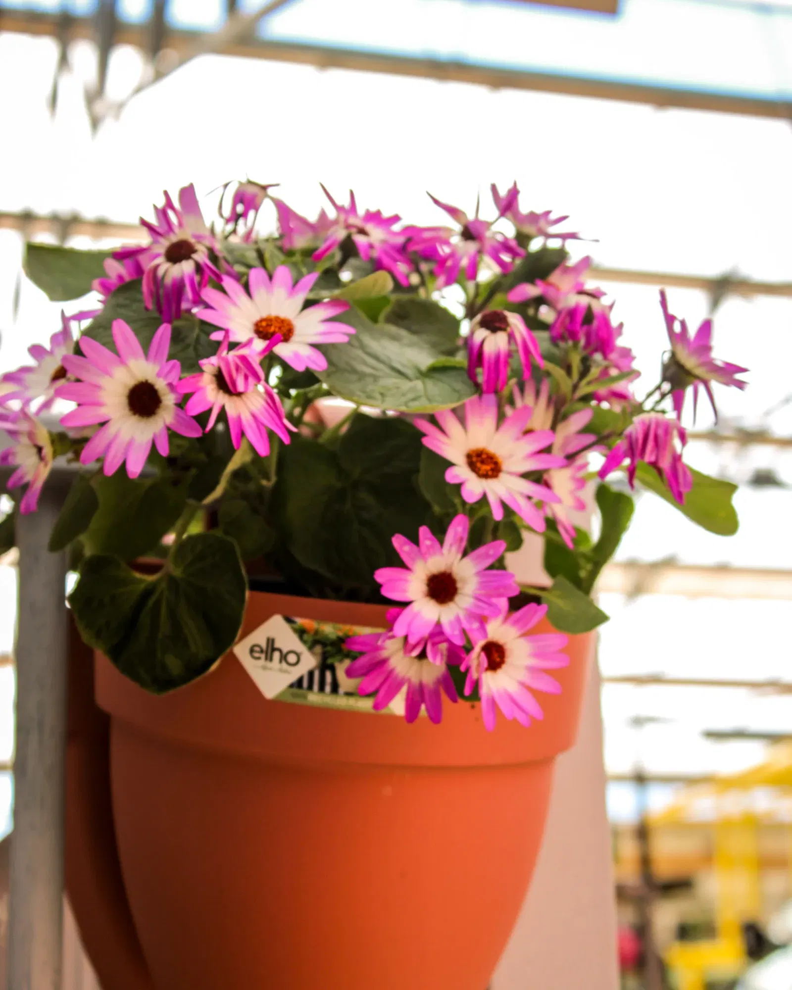 oranje balkonbak is gevuld met een plant met allerlei roze bloemen