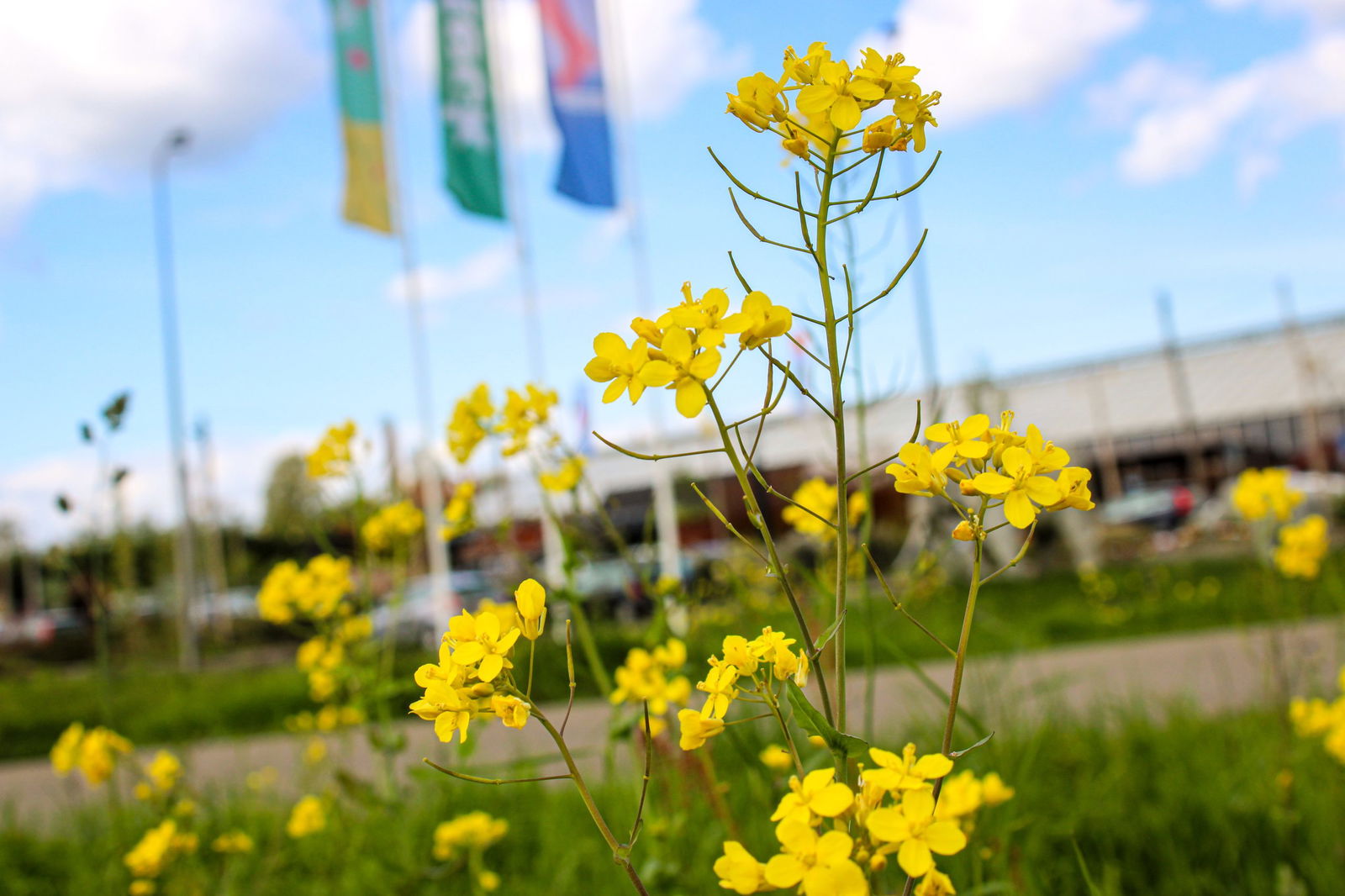 Felgele wilde bloemen in ongemaaid gras op de voorgrond met tuincentrum Steck en kleurrijke vlaggen op de achtergrond in Utrecht Overvecht, illustrerend natuurbehoud in stedelijke gebieden.
