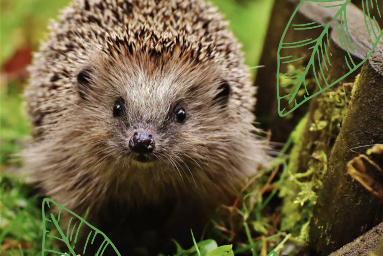 Een volwassen egel staat in een natuurlijke omgeving, waarschijnlijk een bos of tuin, met zijn gezicht naar de camera gericht. Het lijkt een heldere dag en de egel bevindt zich tussen groene planten, waardoor de setting natuurlijk en rustig oogt.