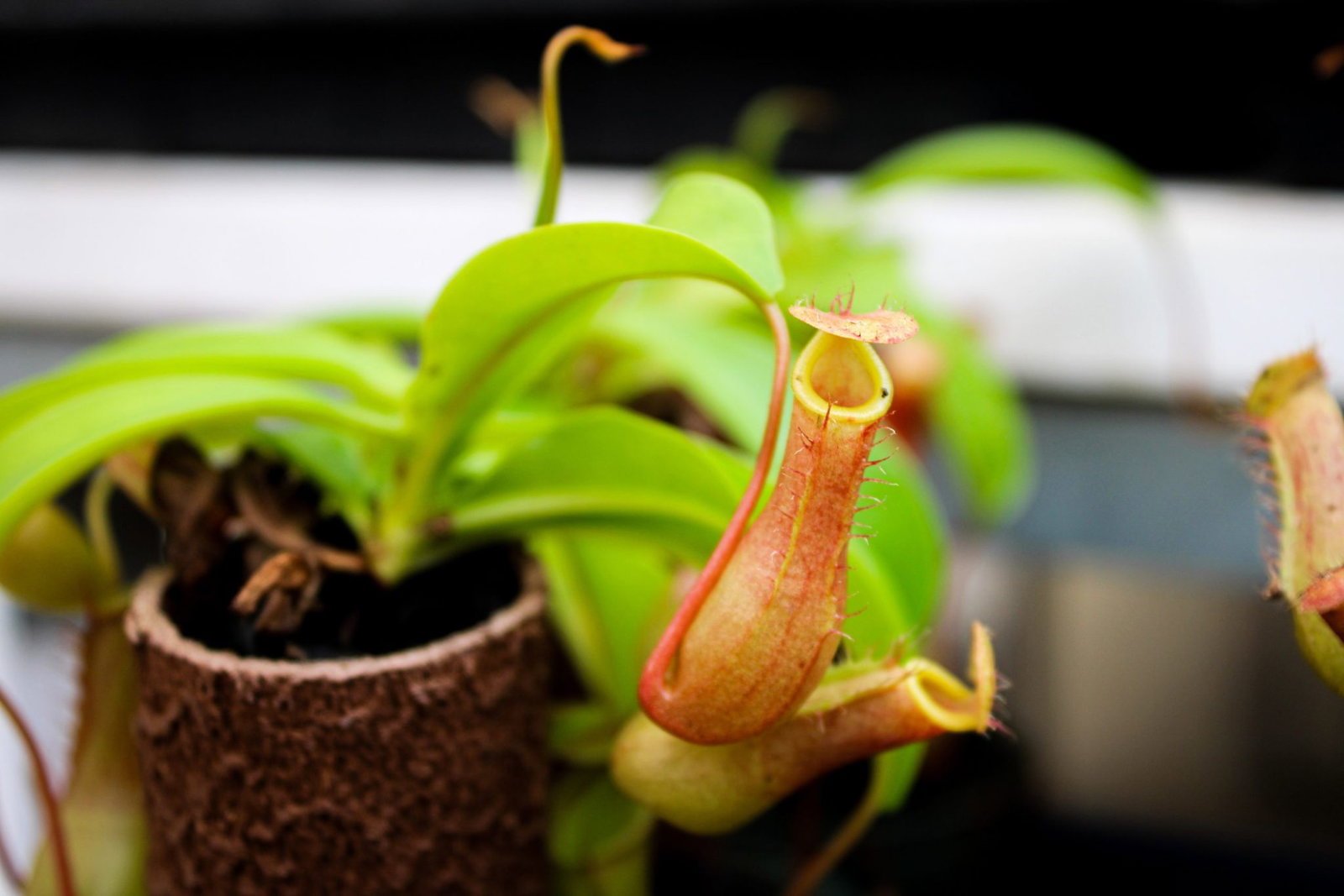 vleesetende-planten-zo-verzorg-je-ze-en-zo-vangen-ze-hun-prooi-steck