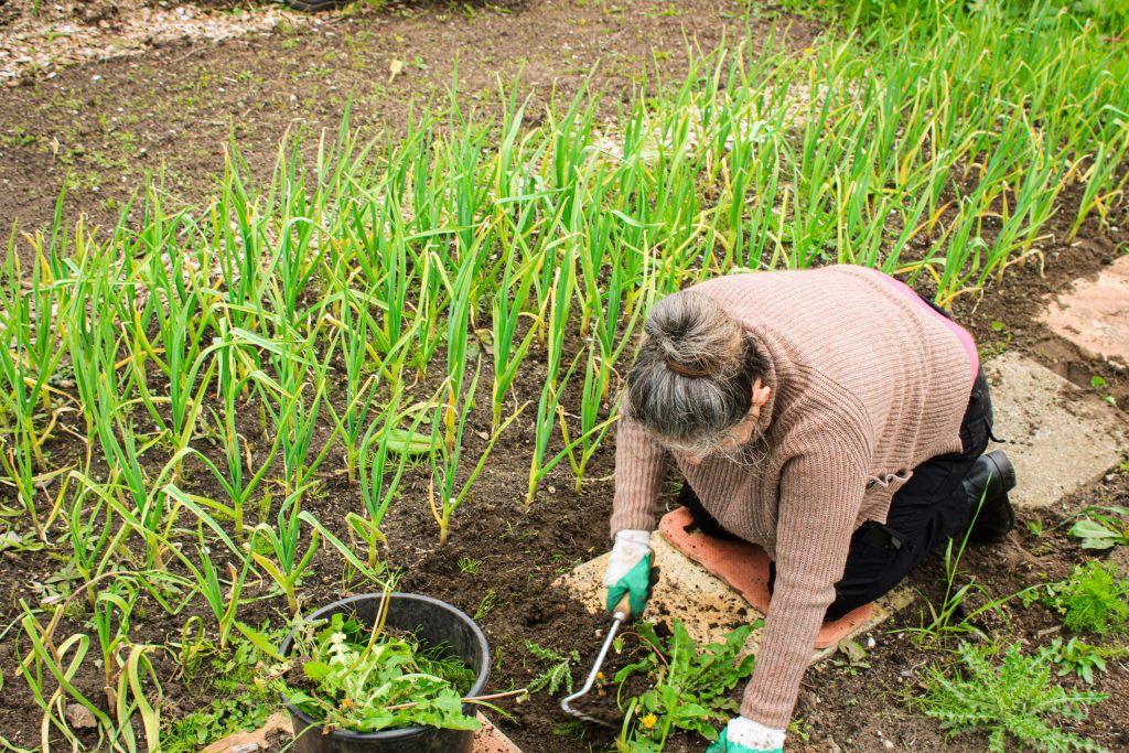 Vrijwilliger geknield in de tuin terwijl ze een plant zorgvuldig verplant naast rijen van jonge planten in de Voedseltuin Overvecht.