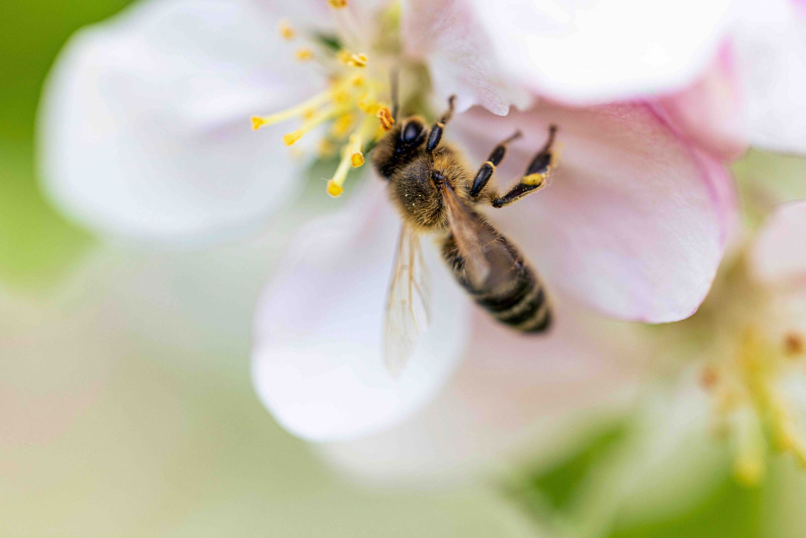 bij op een bloem in Nederland