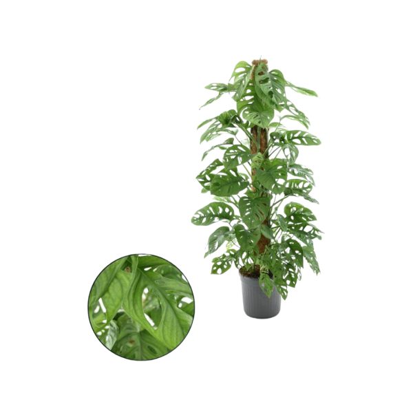 Monstera Monkey Leaf Mosstok