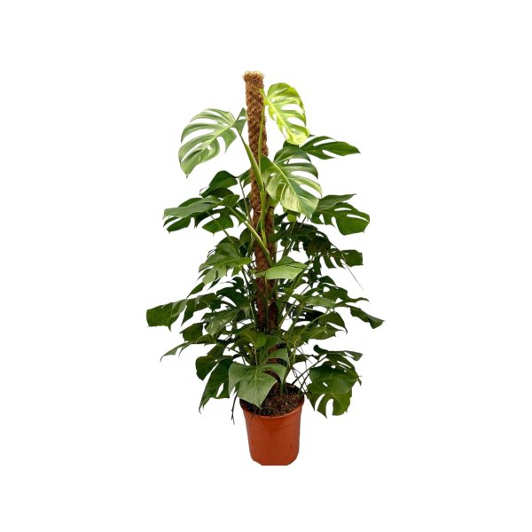 Monstera Mosstok 150cm