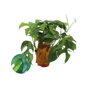 Monstera minima P12
