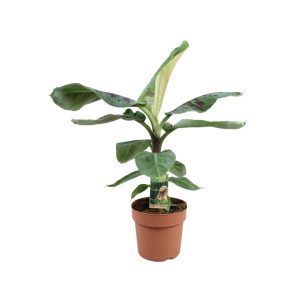 Musa Dwarf Cavendish
