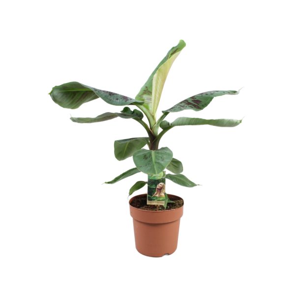 Musa Dwarf Cavendish