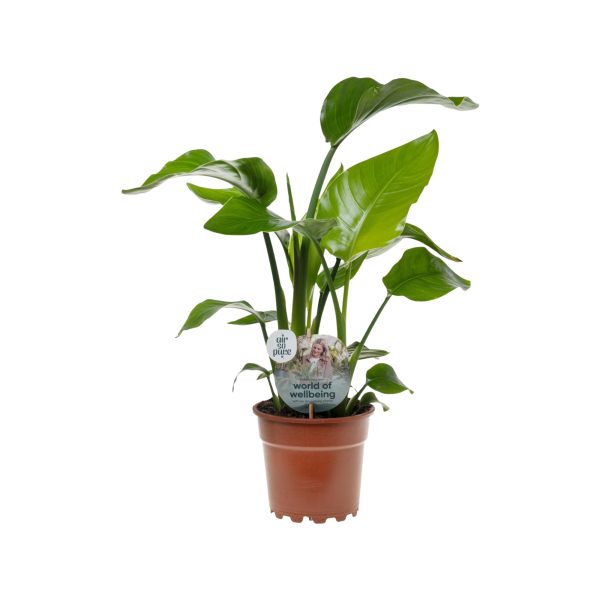 Strelitzia Nicolai P14 ASP