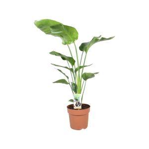 Strelitzia Nicolai p21