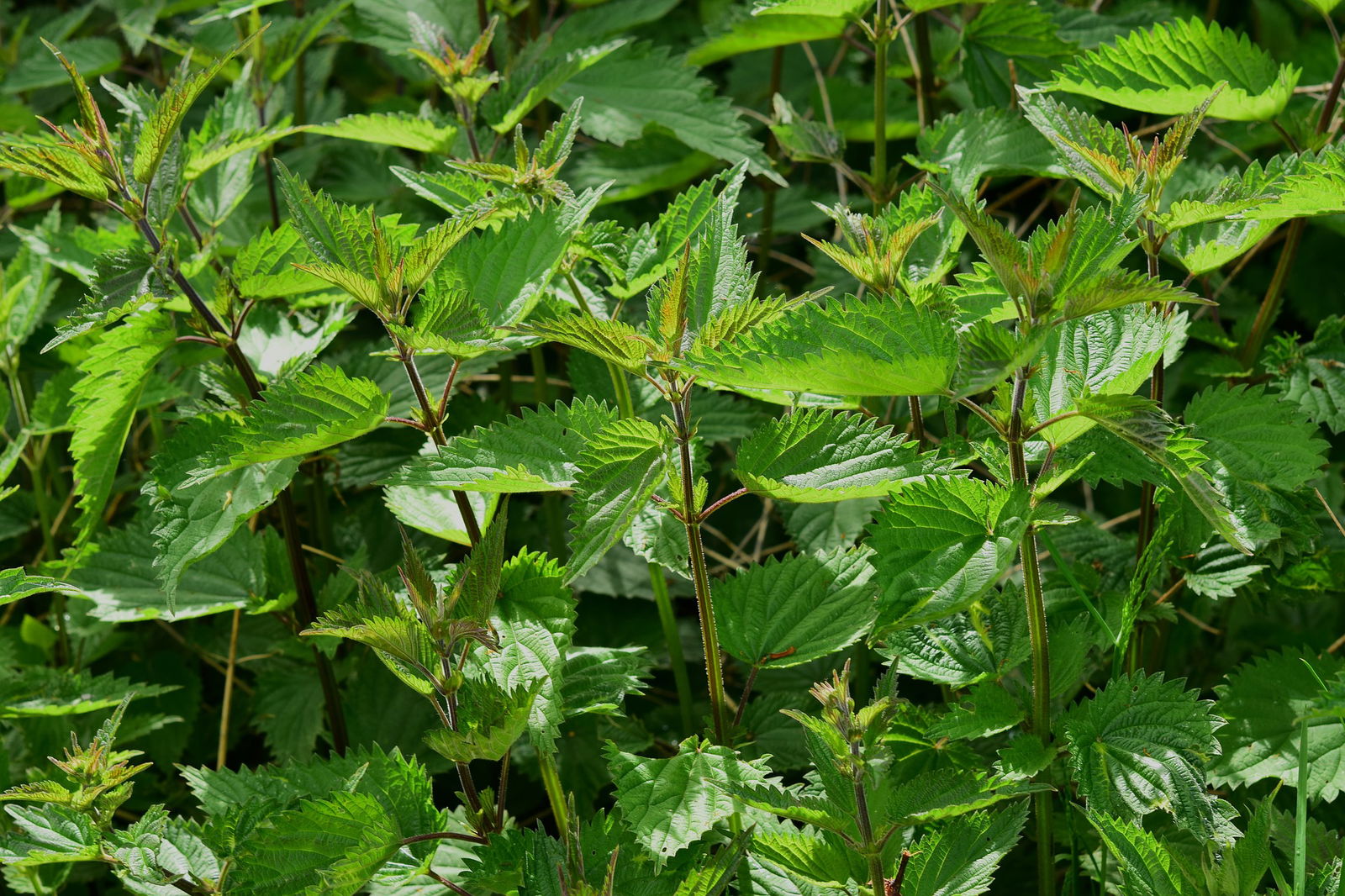 Een dichtbegroeid veld met brandnetels. De groene bladeren hebben getande randen en zijn bedekt met fijne haartjes die kunnen prikken bij aanraking. De brandnetels staan dicht op elkaar en creëren een weelderige groene massa.