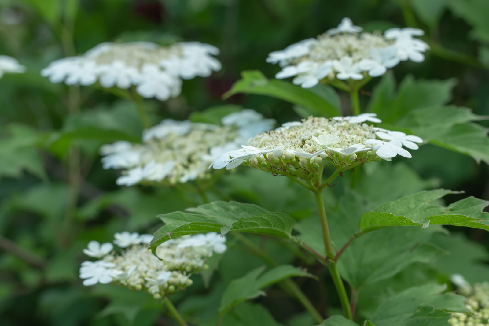 Een close-up van bloeiende Gelderse roos (Viburnum opulus) planten met delicate witte bloemen en groen blad. De bloemen zijn plat en hebben een schermvormige bloeiwijze, bestaande uit kleine witte bloempjes in het midden en grotere witte bloemblaadjes aan de rand. De achtergrond is gevuld met weelderig groen gebladerte, wat een natuurlijke en serene uitstraling geeft.