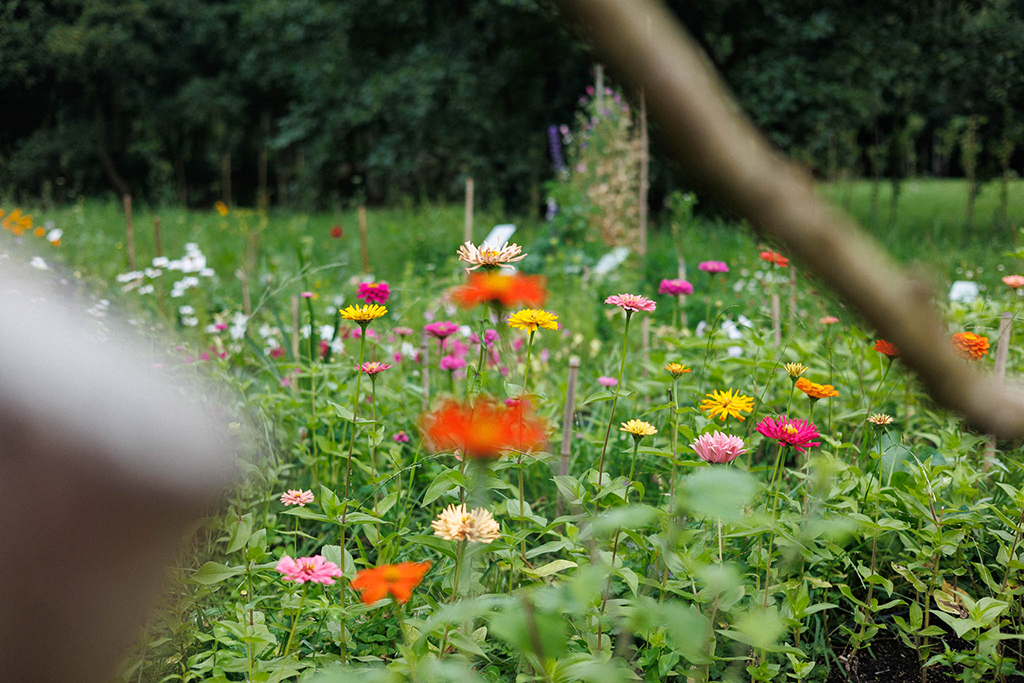 Bloemenveld in Pluktuin Glitter Gladiool bij Steck in Utrecht Overvecht, tijdens bloeiseizoen 2024