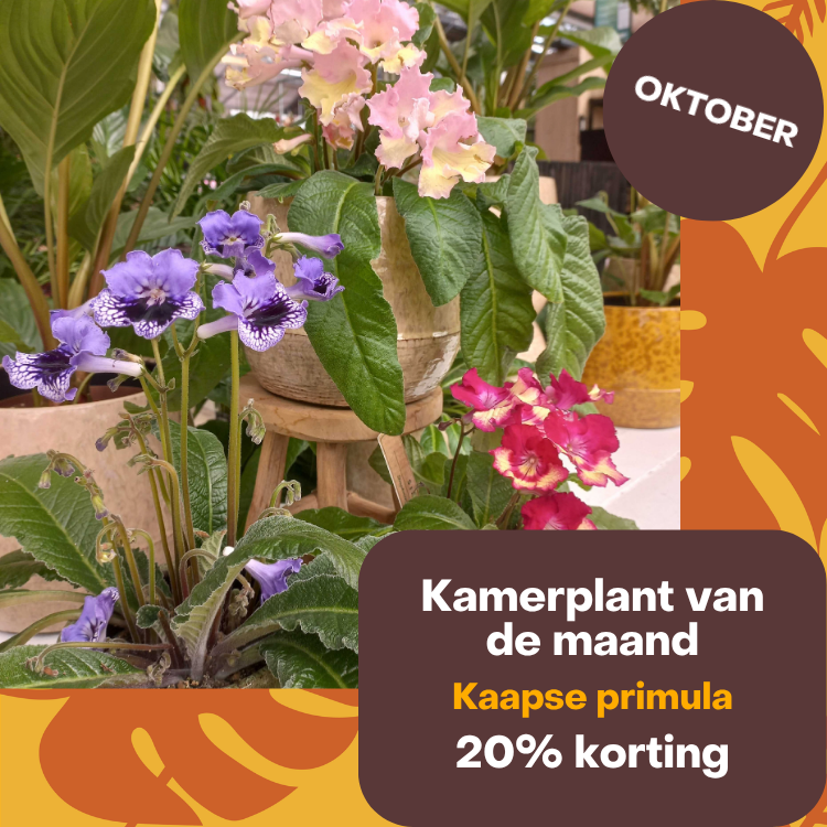 Kamerplant van de maand oktober 2026