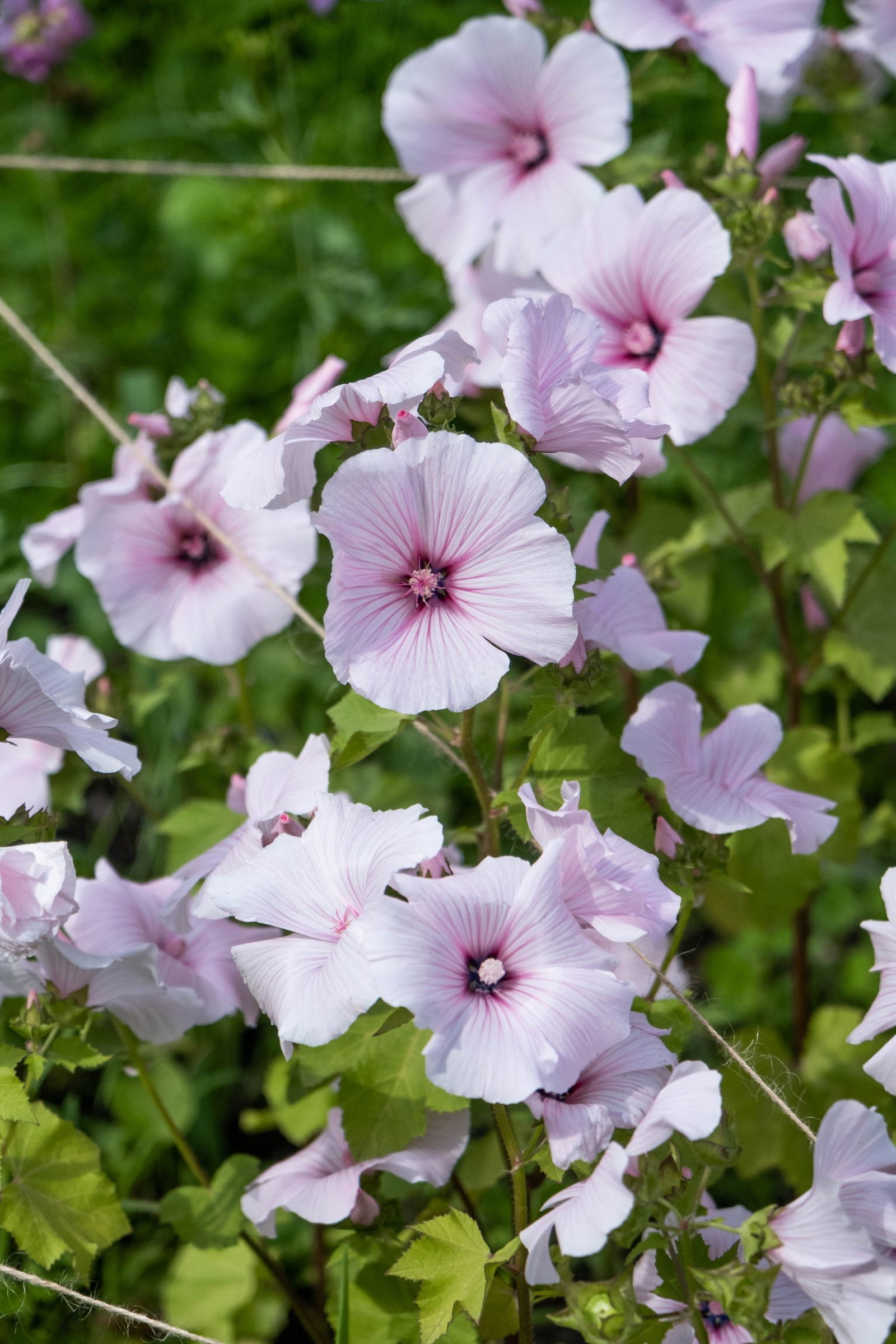 Een weelderige bloei van zachtroze bloemen met donkere roze aderen die zich uitstrekken vanuit het midden van de bloembladen. De bloemen staan dicht op elkaar, omgeven door frisgroene bladeren, wat een overvloedige en levendige indruk geeft. De delicate bloemen lijken te dansen in het zonlicht, wat bijdraagt aan een serene en kleurrijke sfeer in de tuin. Deze bloemen vormen een prachtig gezicht in de pluktuin.