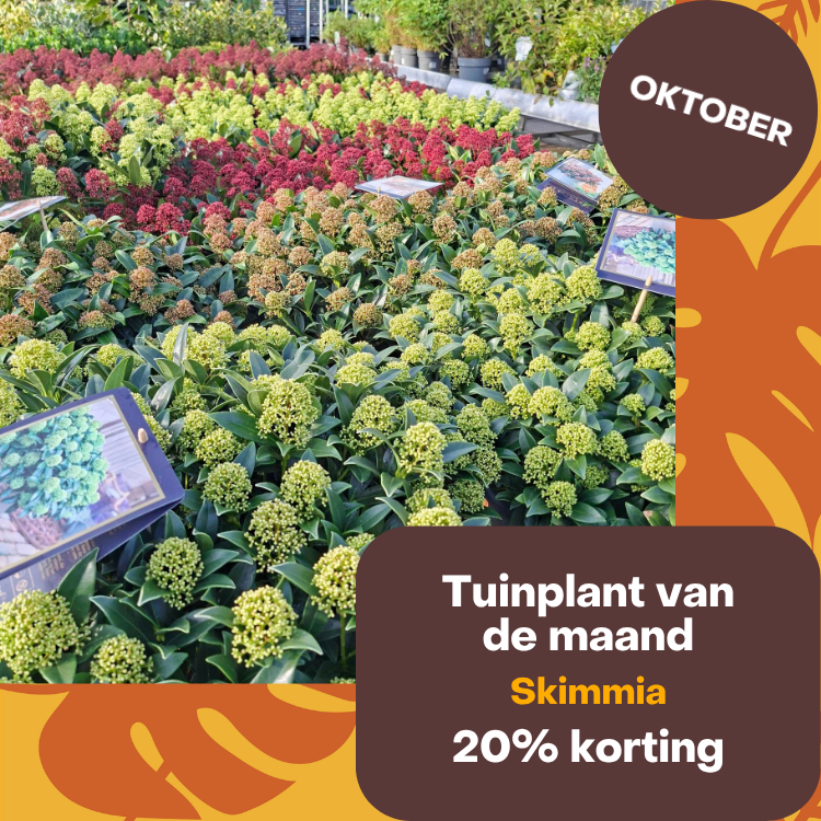 Tuinplant van de maand oktober 2026