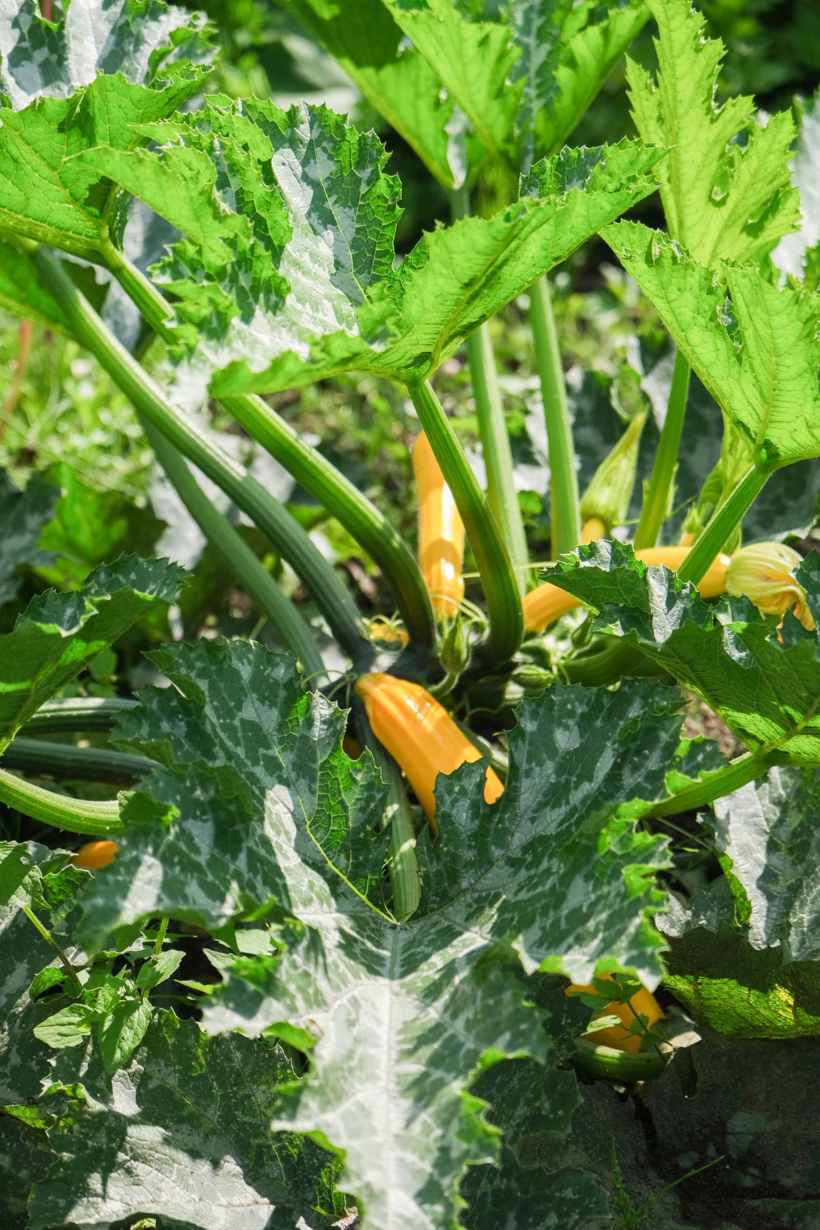 Close-up van een gezonde courgetteplant met felgele courgettes die tussen de grote, groen-gevlekte bladeren groeien. De plant staat vol in het zonlicht, wat de bladeren en courgettes een levendige glans geeft. De bladeren hebben een mooie, lichtgekartelde rand en tonen duidelijk de variëteit in groen tinten. Dit beeld straalt overvloed en de belofte van een goede oogst uit in de voedseltuin.