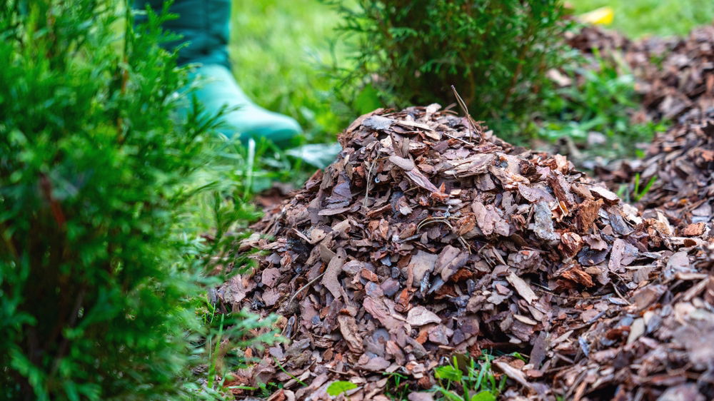 Een hoop van bladeren en mulch ligt verspreid op de grond in een tuin met groenblijvende struiken, perfect voor winterbescherming van planten
