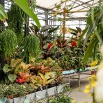 kamerplanten in kamerkas bij Steck