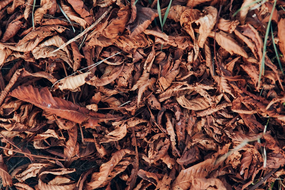 Een stapel dorre herfstbladeren, ideaal voor het maken van bladcompost om de bodem te voeden.