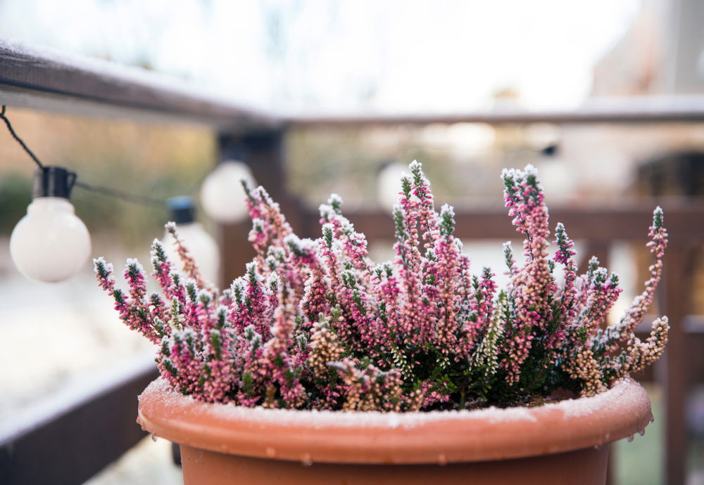 Een pot met heideplanten op een balkon tijdens de winter, de bloeiende takken zijn bedekt met een lichte laag rijp, wat een winters tafereel creëert.
