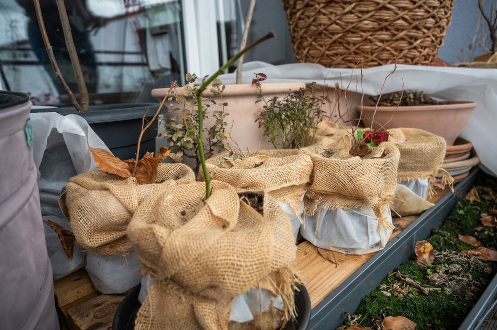 Een groep planten in potten die ingepakt zijn met jute doeken om ze te beschermen tegen de winterkou. De potten staan op een houten ondergrond op een balkon.