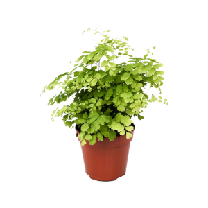 Adiantum Fragrans