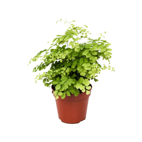 Adiantum Fragrans