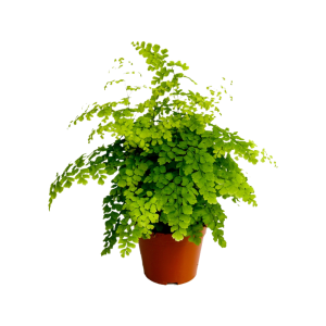 Adiantum Fragrans