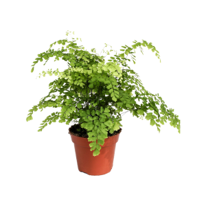 Adiantum Fragrans