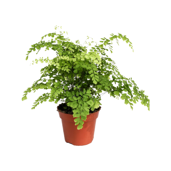 Adiantum Fragrans