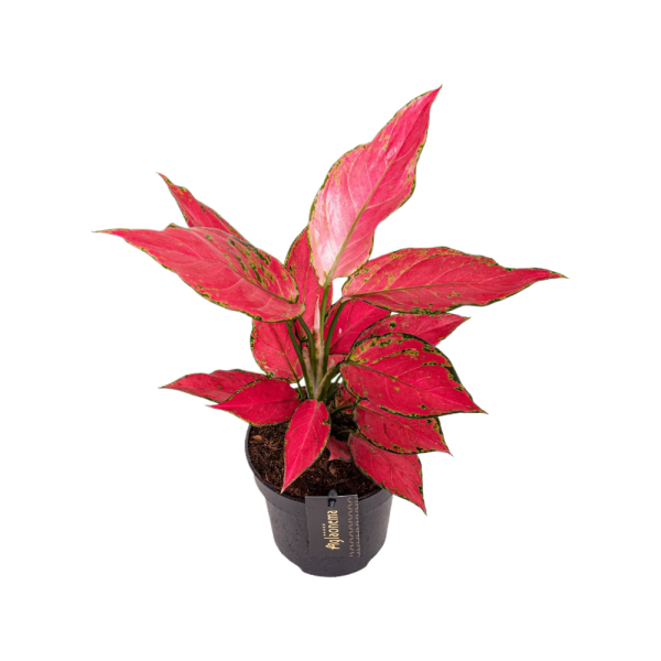 Aglaonema P12 Cherry Baby