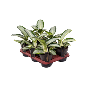 Aglaonema P12 Silver Blue